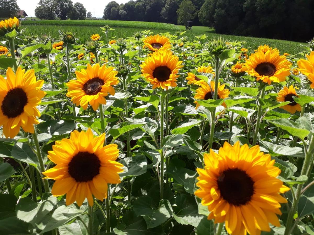 Bauernhof Sesterhenn Leichlingen Buitenkant foto