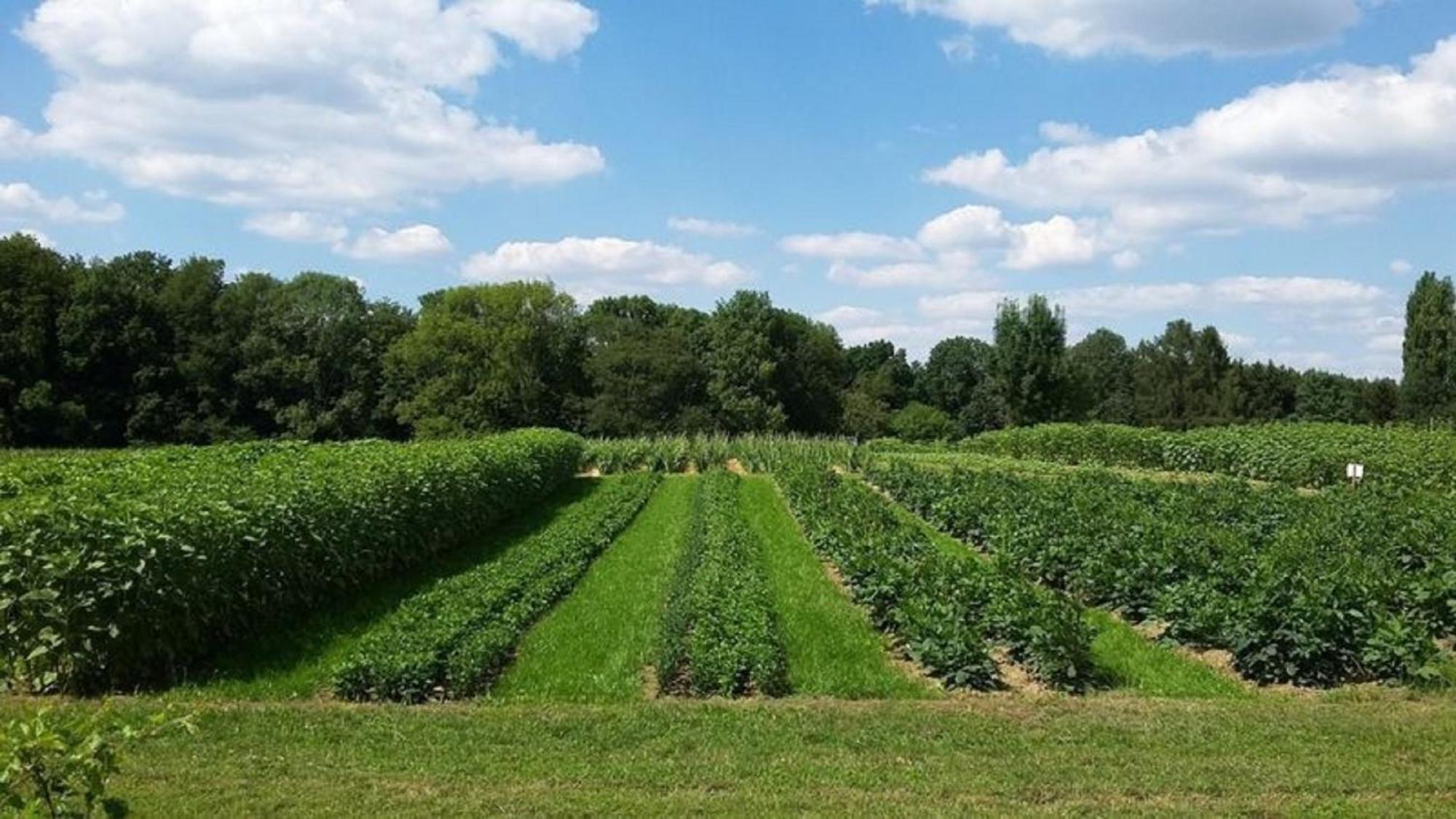Bauernhof Sesterhenn Leichlingen Buitenkant foto