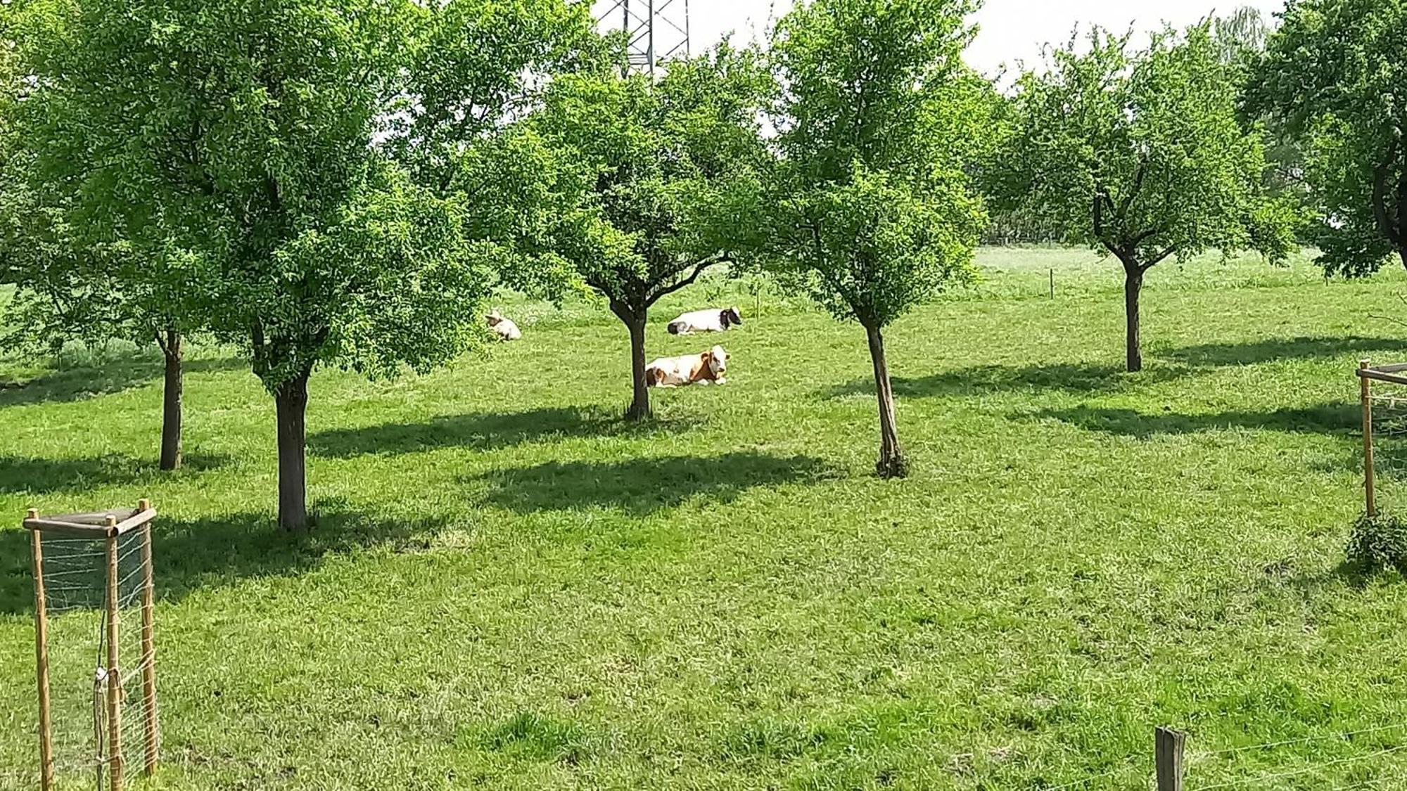 Bauernhof Sesterhenn Leichlingen Buitenkant foto