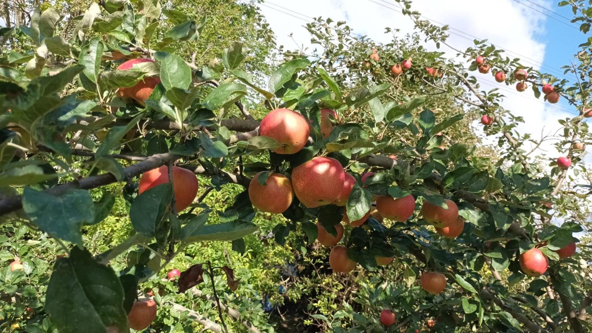 Bauernhof Sesterhenn Leichlingen Buitenkant foto